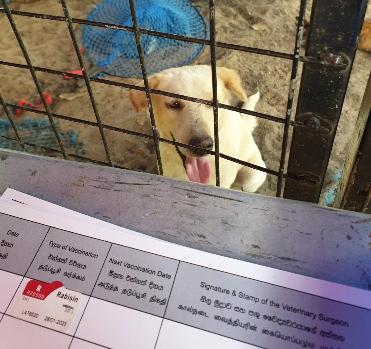 Community animal-care support provided by Tails of Freedom