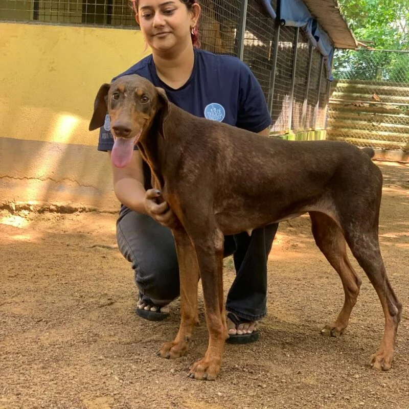 Athena after rehabilitation