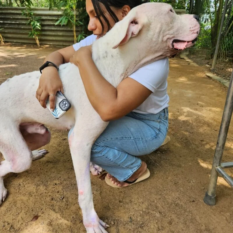 Baxter after rehabilitation