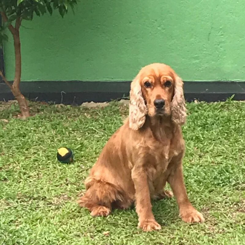 Melody enjoying life after her rescue
