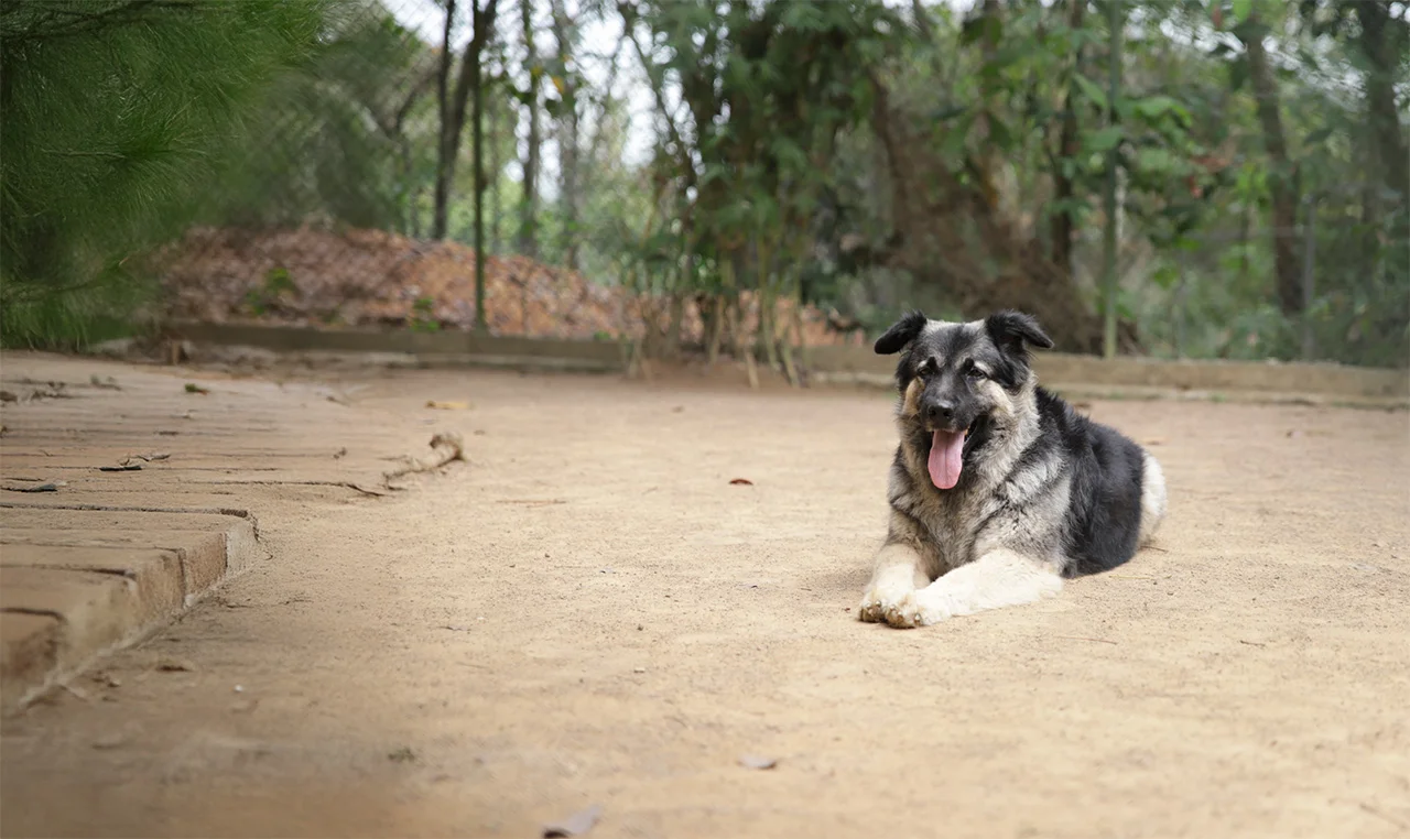 A rescued dog looking toward the camera