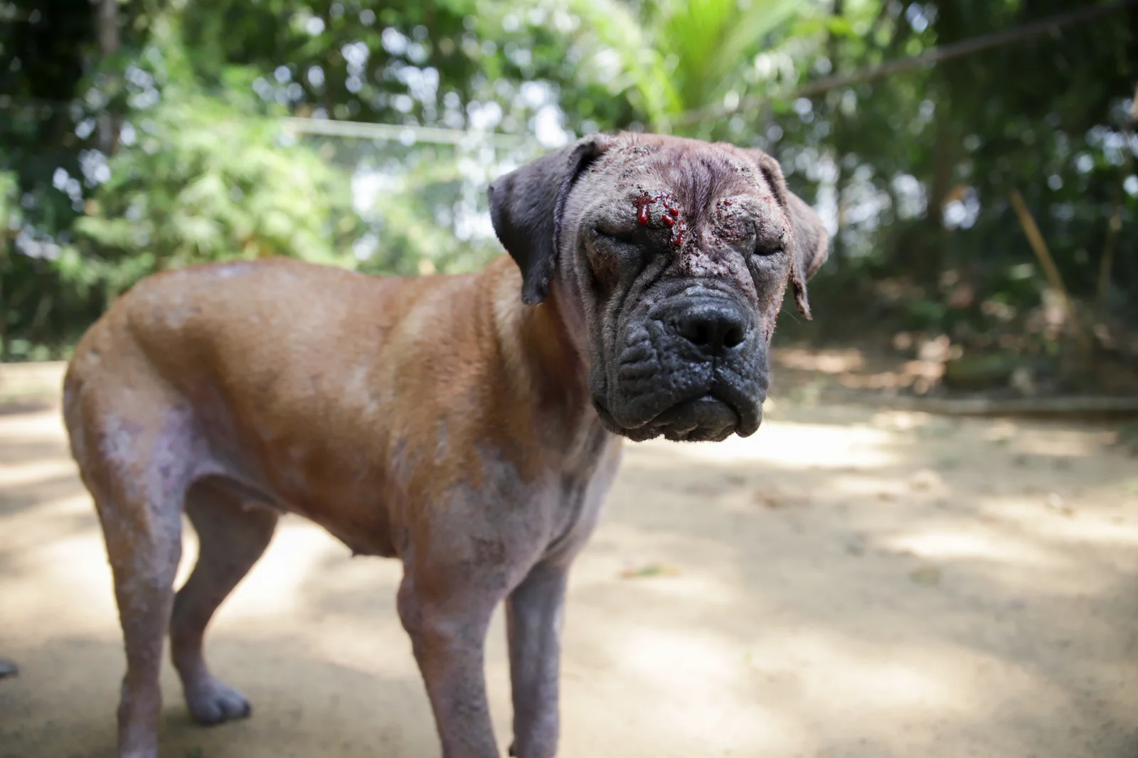 Leia, one of the animals supported by Tails of Freedom