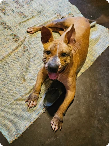 A rescued dog receiving care from Tails of Freedom