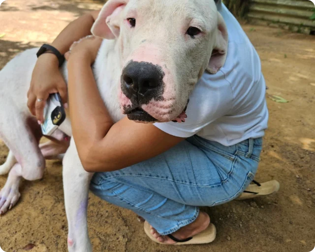 A dog after rescue and rehabilitation
