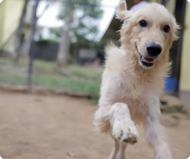 A dog receiving long-term sanctuary care