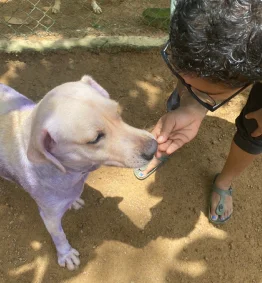 A rescued pedigree dog in Sri Lanka